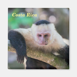 Imán Pura vida for White headed capuchin monkey