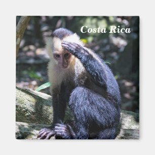 Imán Pura vida for White headed capuchin monkey