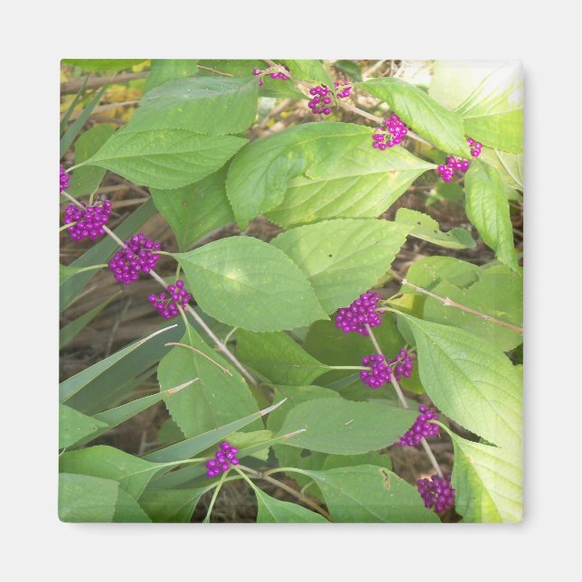 Imán Purple Beautyberries (Frente)