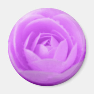 Imán Purple Camellia Magnet