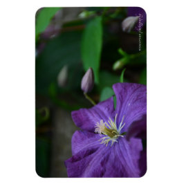 Imán Purple Clematis