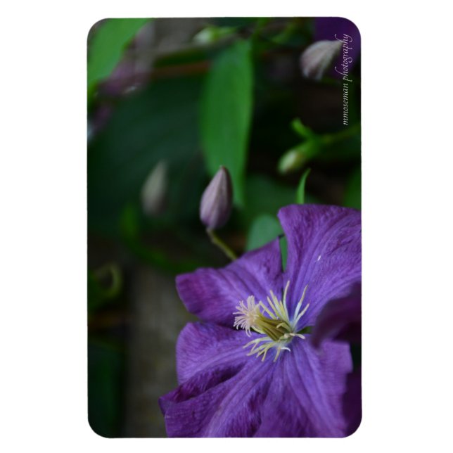 Imán Purple Clematis (Vertical)