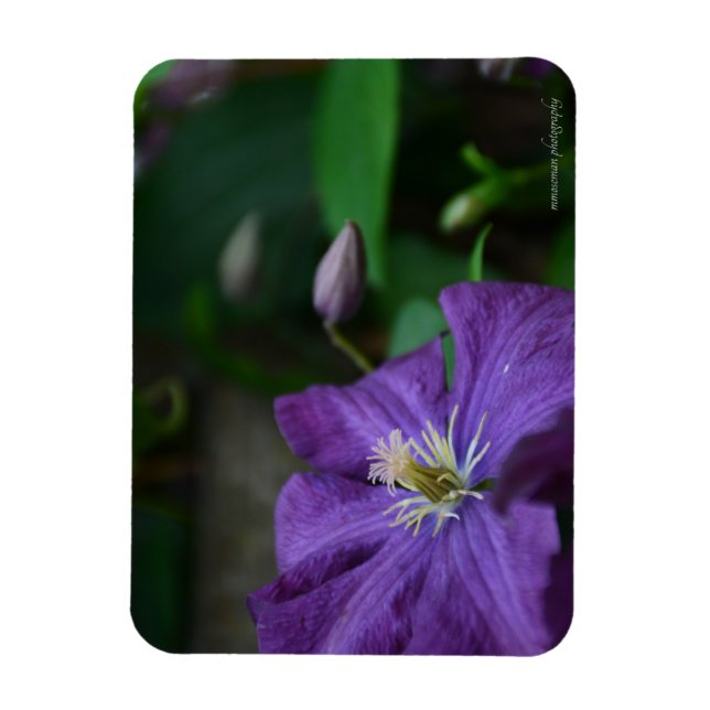 Imán Purple Clematis (Vertical)