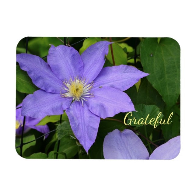 Imán Purple Clematis Gratitude (Horizontal)