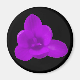 Imán Purple Crocus Magnet