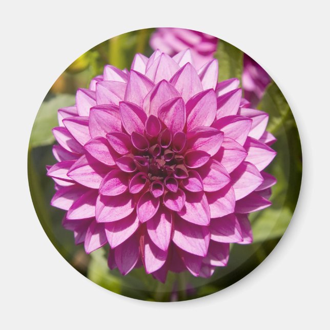 Imán Purple Dahlia Magnet (Frente)