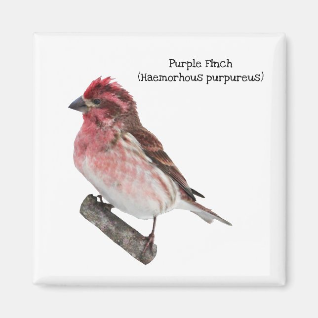 Imán Purple Finch (Frente)