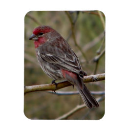 Imán Purple Finch