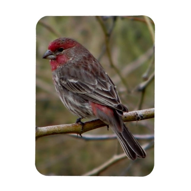 Imán Purple Finch (Vertical)