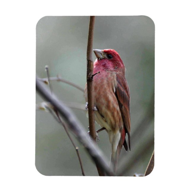 Imán Purple Finch (Vertical)