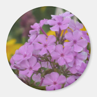 Imán Purple Garden Phlox 3" Redondo Magnet