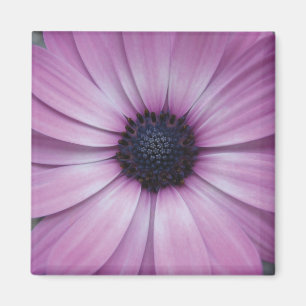 Imán Purple Gerbera Daisy Flower Fridge Magnet Sqaure