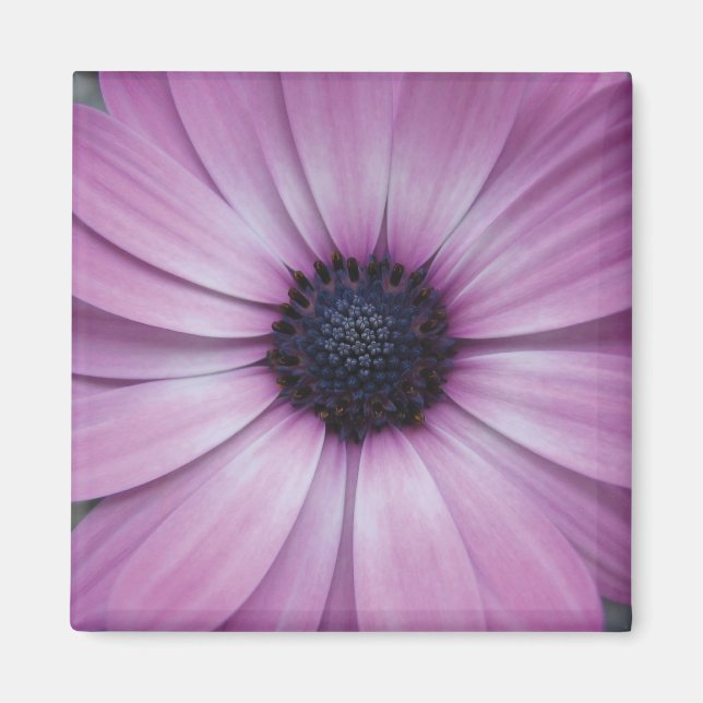 Imán Purple Gerbera Daisy Flower Fridge Magnet Sqaure (Frente)