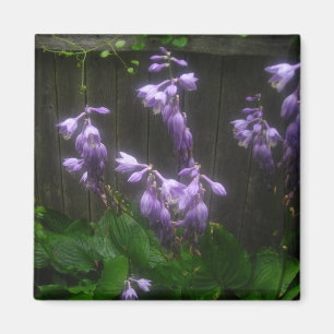 IMÁN PURPLE HOSTA BELLS