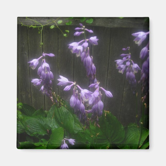 IMÁN PURPLE HOSTA BELLS (Frente)