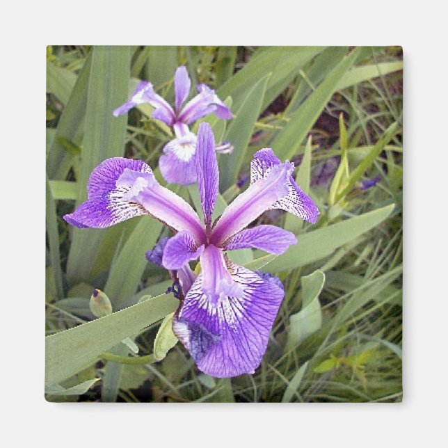 Imán Purple Iris 2 Magnet (Frente)