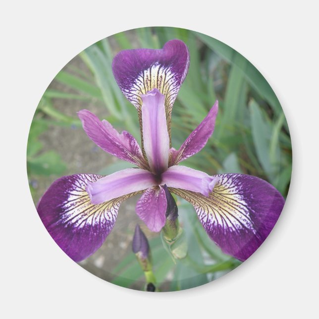 Imán Purple Iris Magnet (Frente)