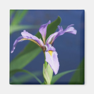 Imán Purple Iris Magnet