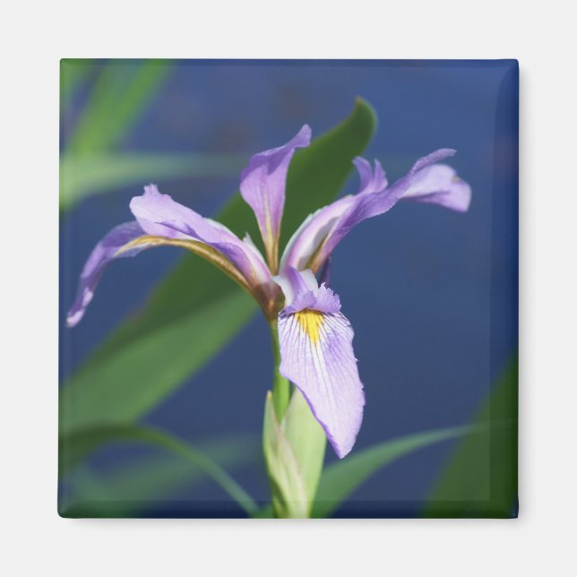 Imán Purple Iris Magnet (Frente)