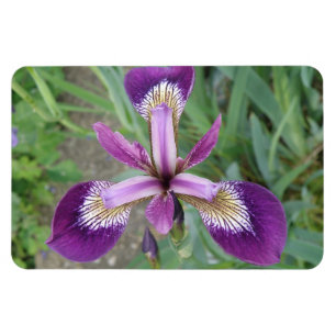 Imán Purple Iris Premium Magnet