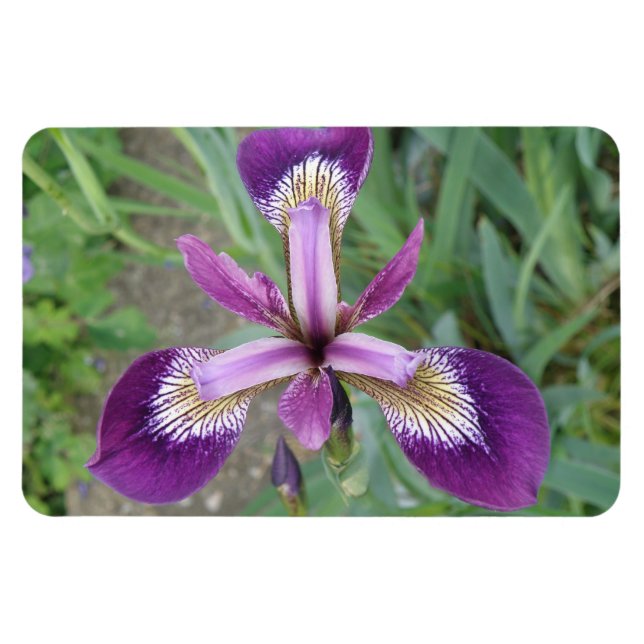 Imán Purple Iris Premium Magnet (Horizontal)