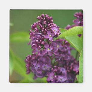 Imán Purple Lilac Magnet