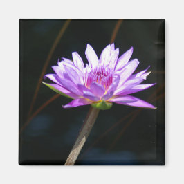 Imán Purple Lotus Waterlily