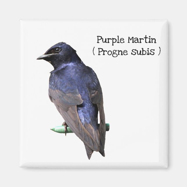 Imán Purple Martin (Frente)