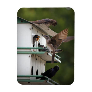 Imán Purple Martin Mates