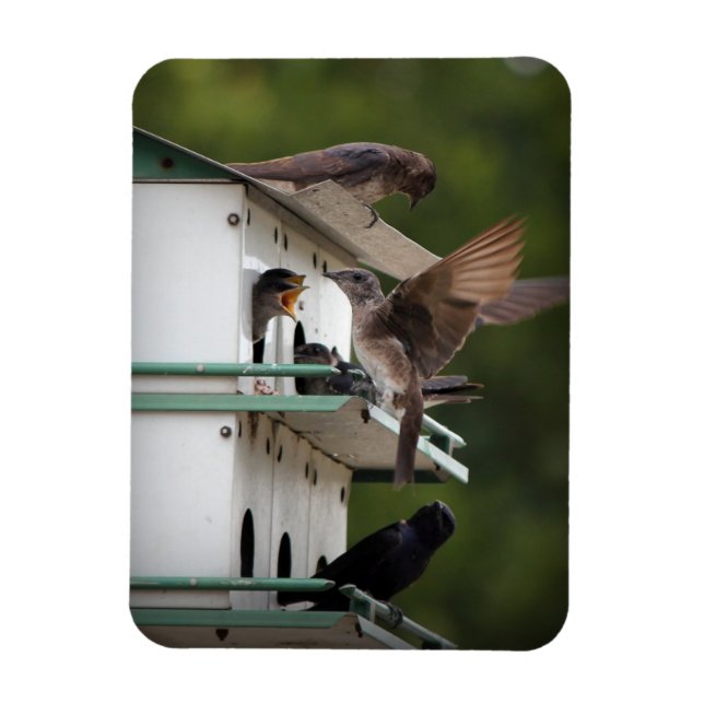 Imán Purple Martin Mates (Vertical)