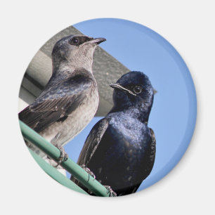 Imán Purple Martin Mates