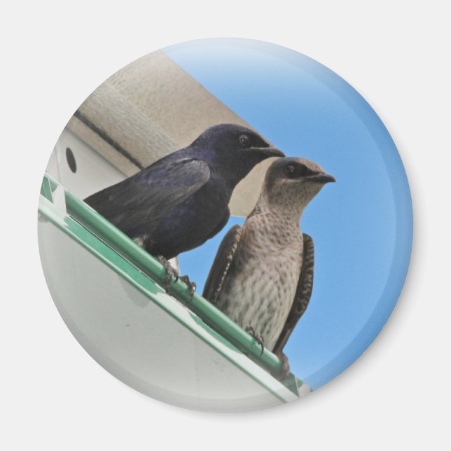 Imán Purple Martin Mates (Frente)