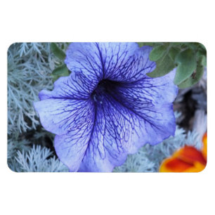 Imán Purple Petunia Magnet