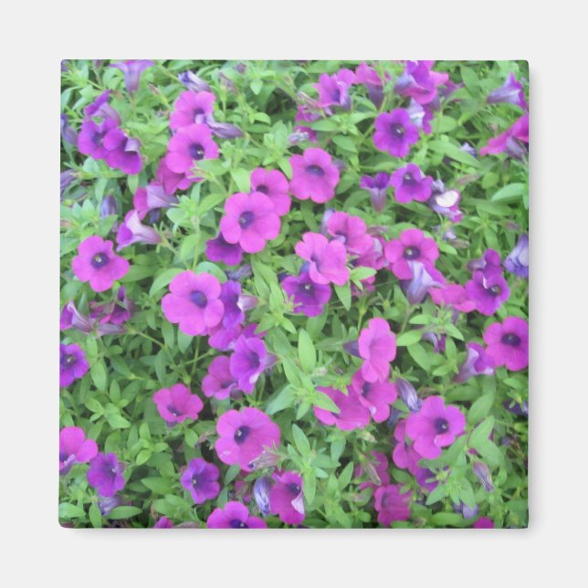 Imán Purple Petunias Magnet (Frente)