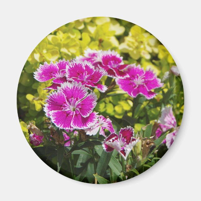 Imán Purple Picotea (Frente)