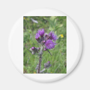 Imán purple thistle