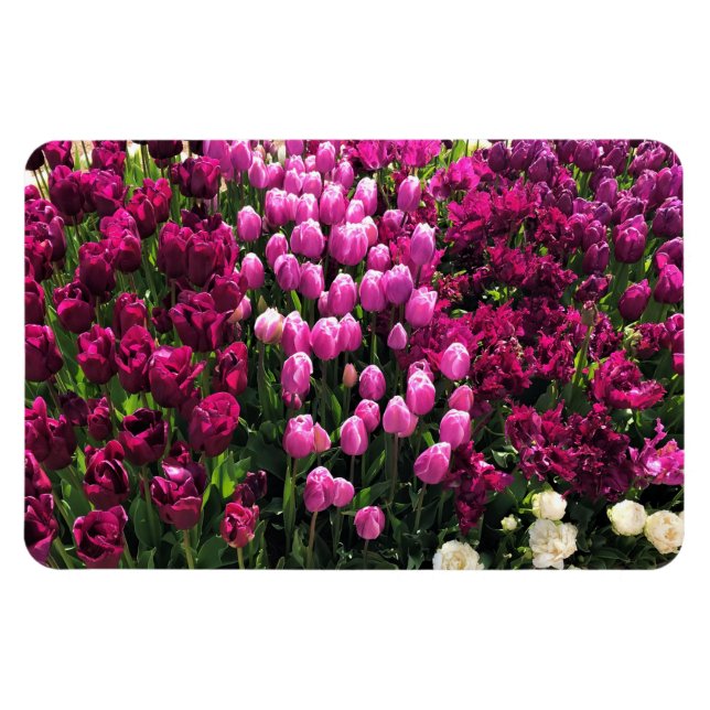 Imán Purple Tulips Garden Bed (Horizontal)