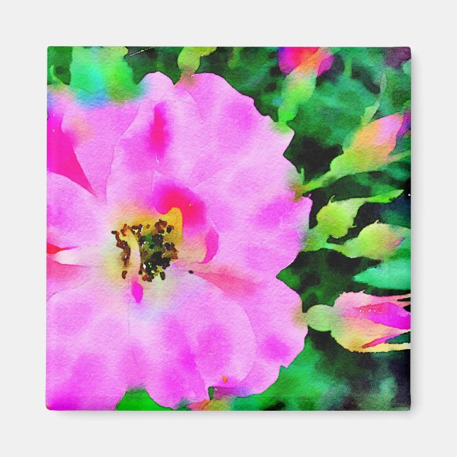 Imán Púrpura acuarela rosa de los Rosas de verano (Frente)