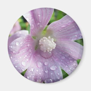 Imán Púrpura brillante