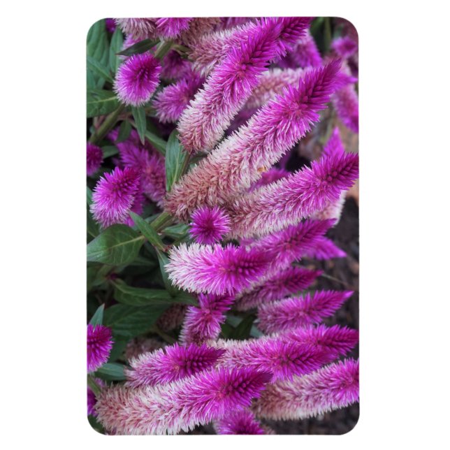 Imán Púrpura Celosia (Vertical)