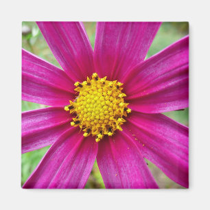 Imán Púrpura Cosmos Wildflower