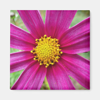 Imán Púrpura Cosmos Wildflower