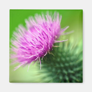 Imán púrpura de la flor del cardo