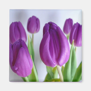 Imán púrpura de la primavera del tulipán