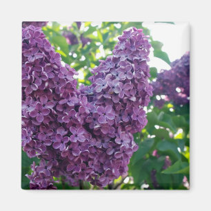 Imán púrpura de las lilas