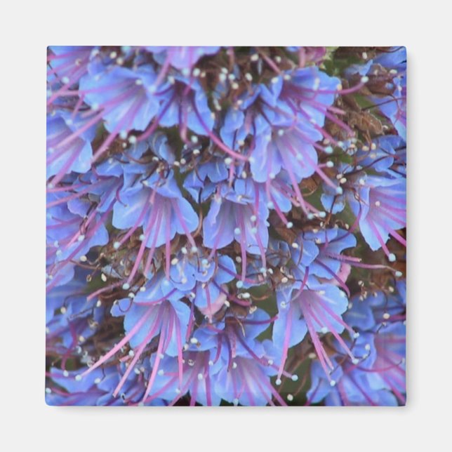 Imán Púrpura Pasión (Frente)