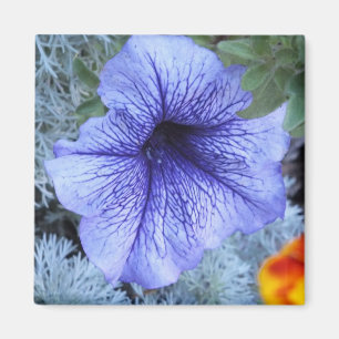 Imán Púrpura Petunia