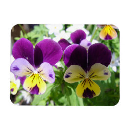 Imán Púrpura Viola Pansy Bonito Flor Flor Tarjeta flora