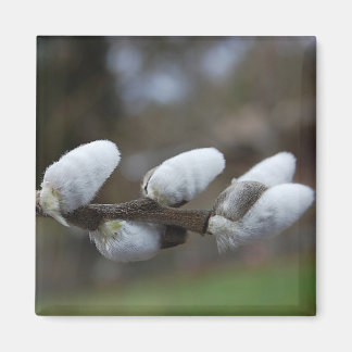 Imán Pussy Willow Magnet