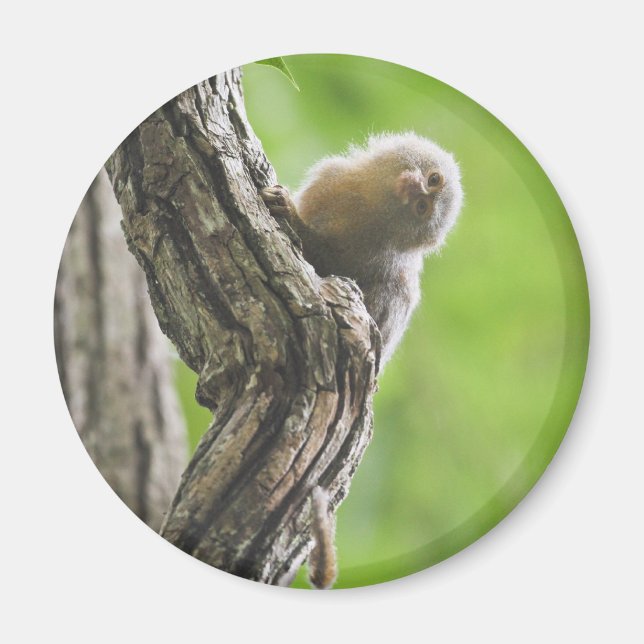 Imán Pygmy Marmoset (Frente)